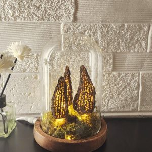 Morel Wild Mushroom Lamp  in a Glass Container