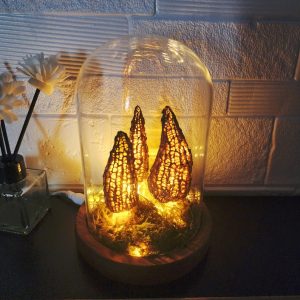 Morel Wild Mushroom Lamp  in a Glass Container