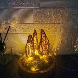 Morel Wild Mushroom Lamp  in a Glass Container