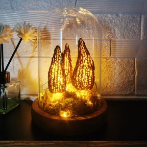 Morel Wild Mushroom Lamp  in a Glass Container