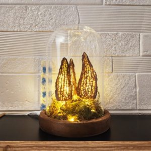 Morel Wild Mushroom Lamp  in a Glass Container